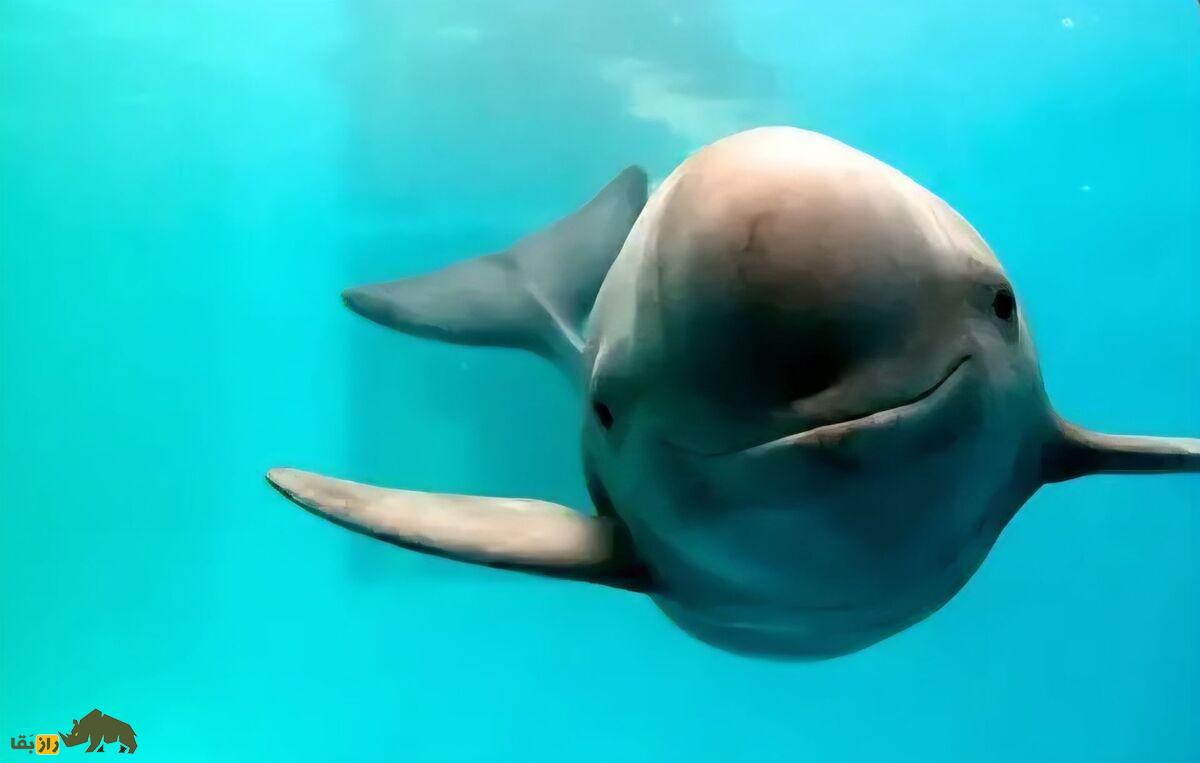 مرگ غم‌انگیز نوزاد یک گراز ماهی نایاب در سواحل بوشهر