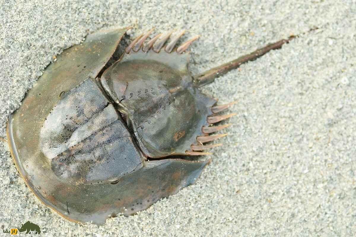 فیلمی از خرچنگ نعل اسبی؛ موجودی که از زمان دایناسور‌ها وجود دارد و خون او هم‌قیمت طلاست