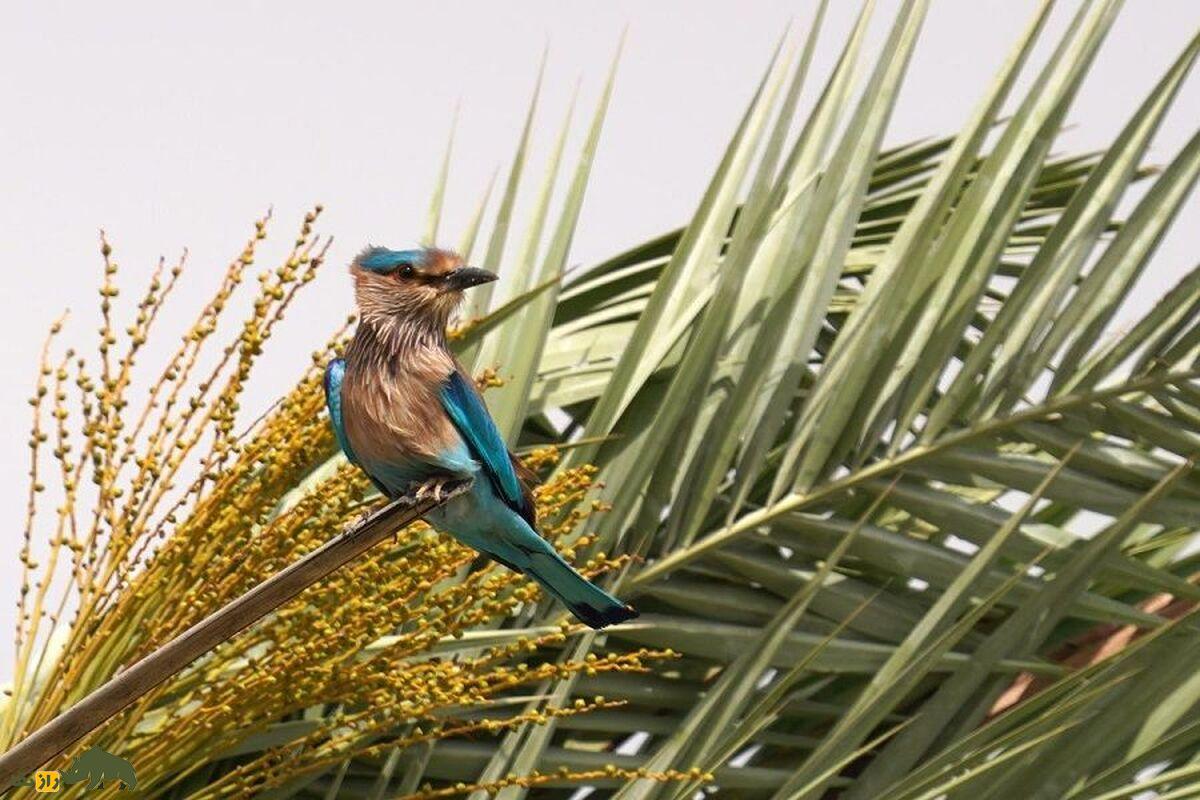 سبزقبای هندی؛ پرنده معروف به کلاغ هندی که در ایران زندگی می‌کند و عاشق خاک بازی و دوش گرفتن است