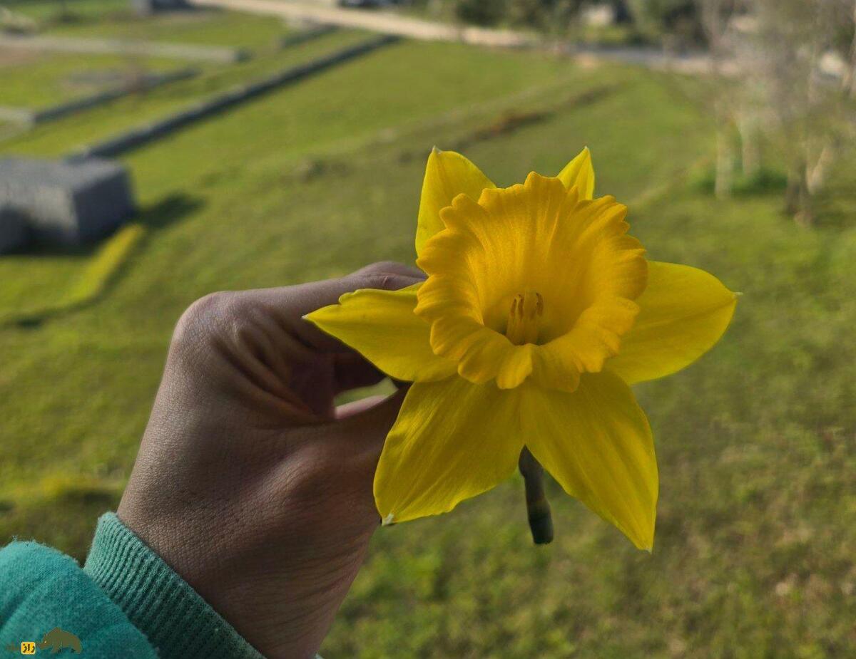 نرگس شهلا؛ زیبا‌ترین گونه گل نرگس که در ایران نیز کشت می‌شود و بخاطر عطر خاص و ملایمش طرفداران زیادی دارد