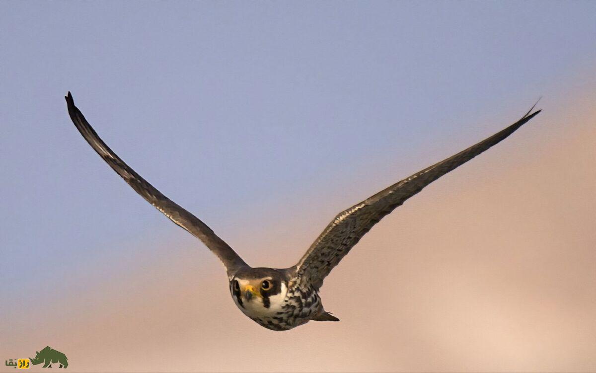 لیل؛ شاهین کوچک جثه بومی ایران که شکارش را درحال پرواز میخورد و ظاهری کاملا شبیه به شاهین بحری دارد