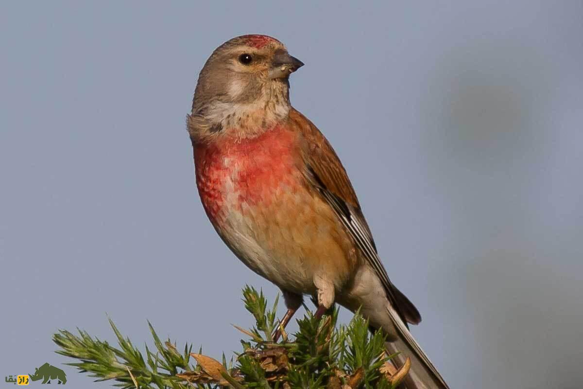 سهره سینه‌سرخ؛ سهره‌ای کوچک و اجتماعی با لکه سرخ درخشان بر سینه که آوازی بسیار زیبا دارد