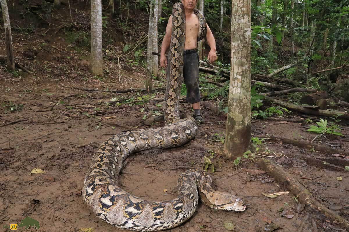بارونس غول ۷ متری جنگل‌های اندونزی؛ بزرگترین مار وحشی جهان کشف شد