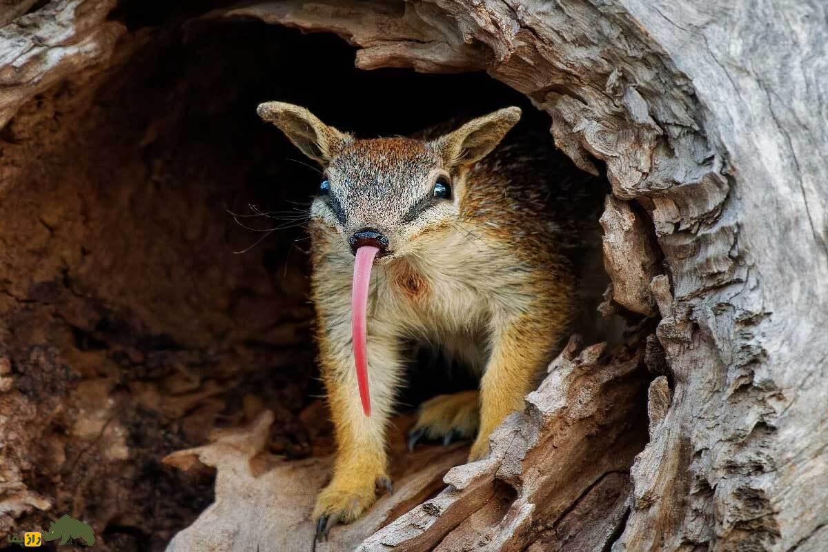 نامبت استرالیایی؛ پستاندار کیسه‌دار و کمیاب با زبان به شدت خطرناک که فقط موریانه می‌خورد!
