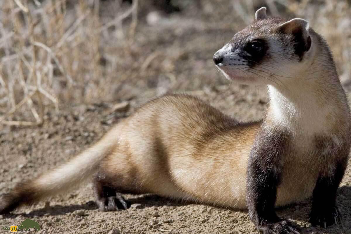 حقیقت شوکه‌کننده درباره راسو‌های ماده؛ اگر راسو‌های ماده جفت‌گیری نکنند می‌میرند!