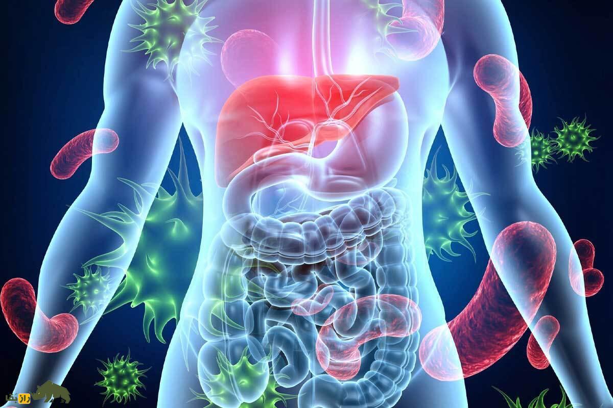 چند درصد وزن بدن انسان را مدفوع و ادرار تشکیل می‌دهند؟