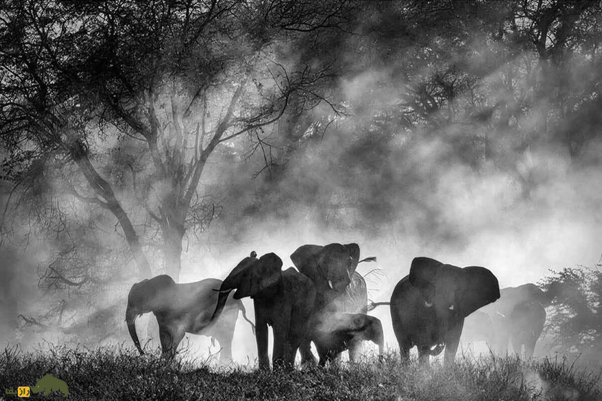 فیل‌های روح آنگولا دوباره ظاهر شدند؛ کشف گله‌ای کمیاب که پس از دهه‌ها جنگ و شکار در ارتفاعات پنهان شده بودند!