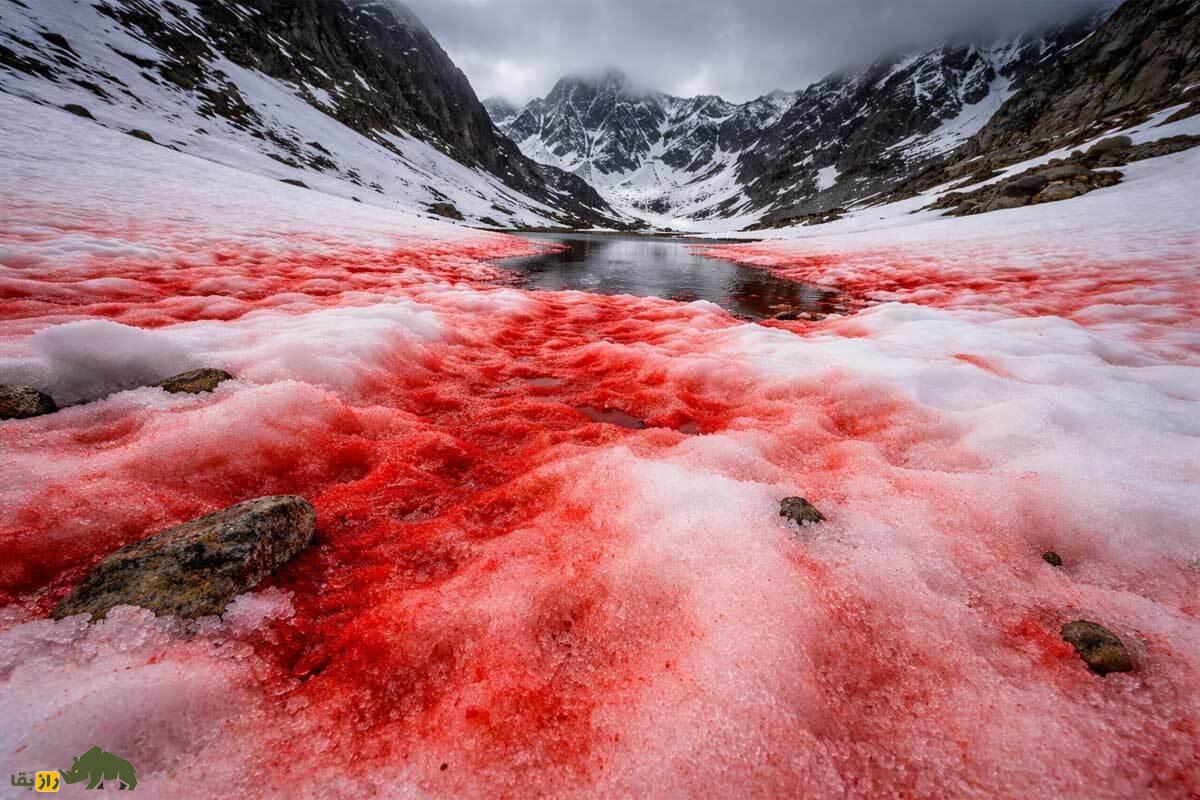 برف‌های خونین؛ کابوس طبیعی که زمین را به صحنه یک فاجعه ترسناک تبدیل می‌کند