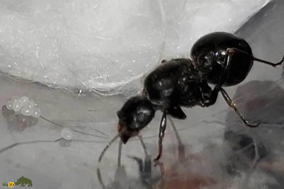 ملکه مورچه ۴۰۰ هزار تومان؛ پشت‌پردهٔ آگهی‌های فروش ملکه مورچه در سایت دیوار!