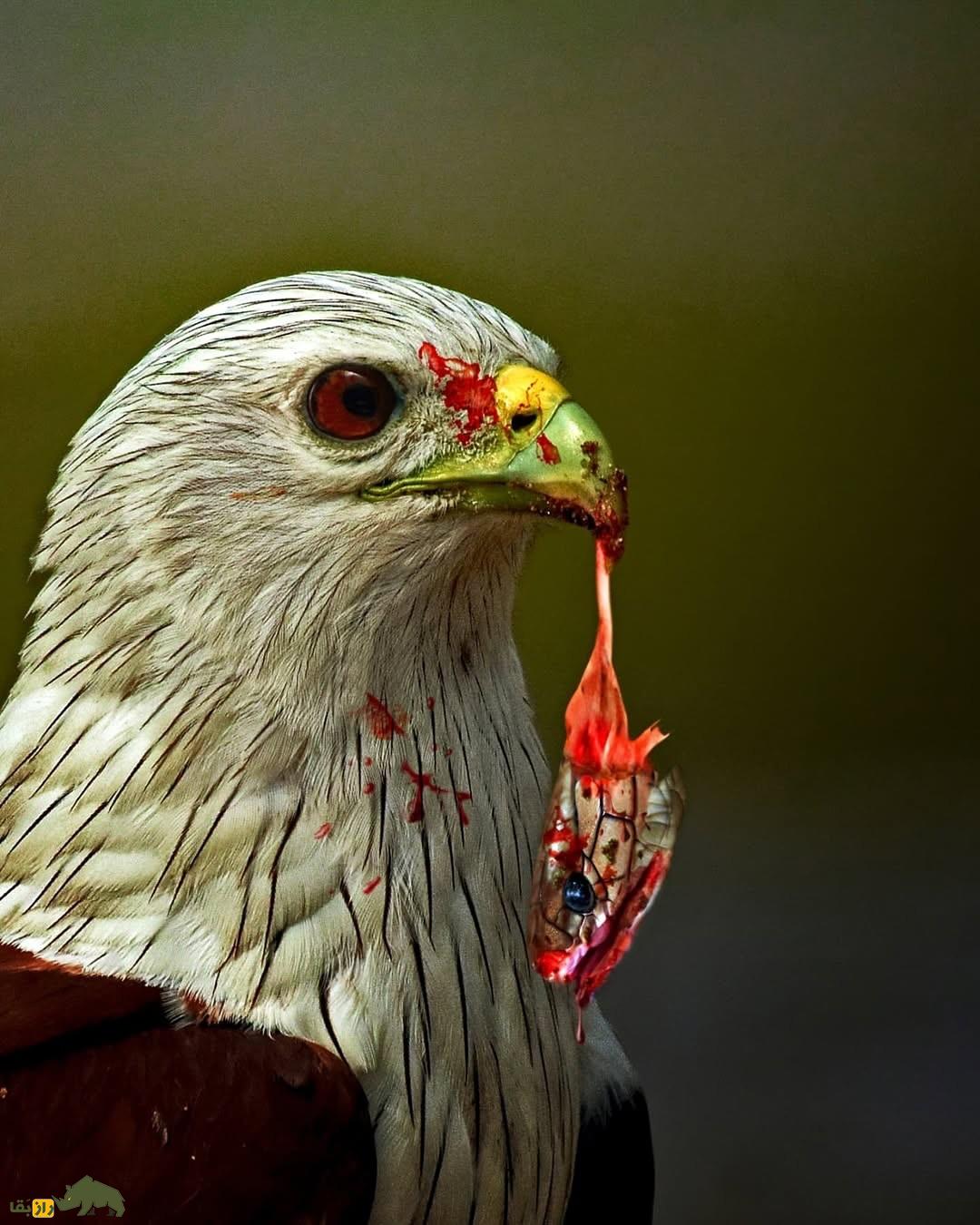 تصاویری ترسناک از عقابی که سر مار کبری را قطع کرد و به دندان گرفت! تصاویری ترسناک از عقابی که سر مار کبری را قطع کرد و به دندان گرفت!