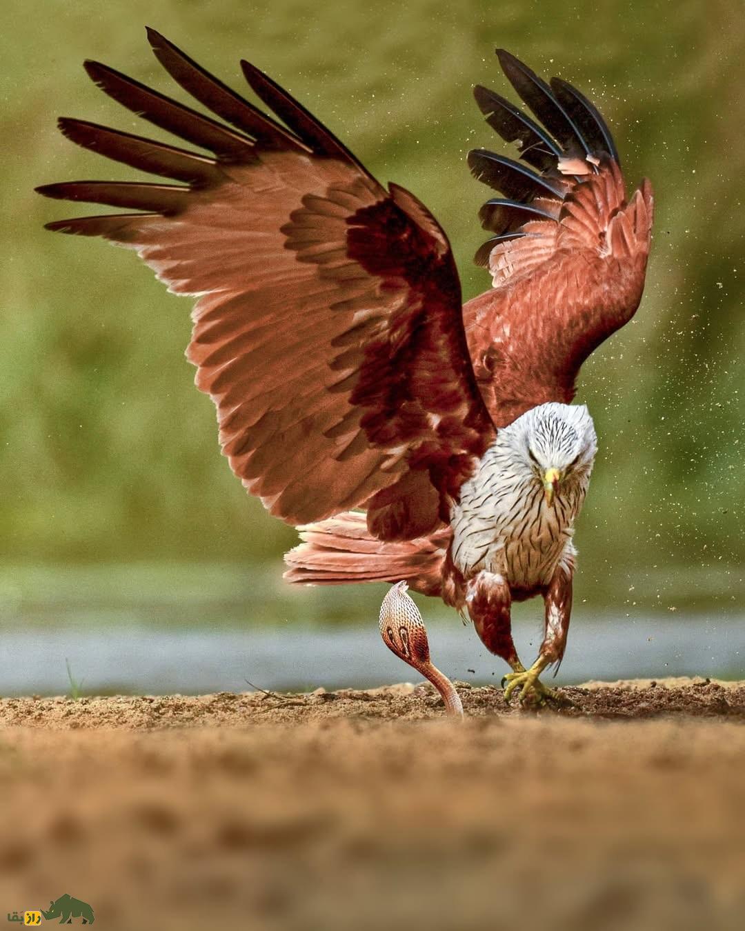 تصاویری ترسناک از عقابی که سر مار کبری را قطع کرد و به دندان گرفت! تصاویری ترسناک از عقابی که سر مار کبری را قطع کرد و به دندان گرفت!