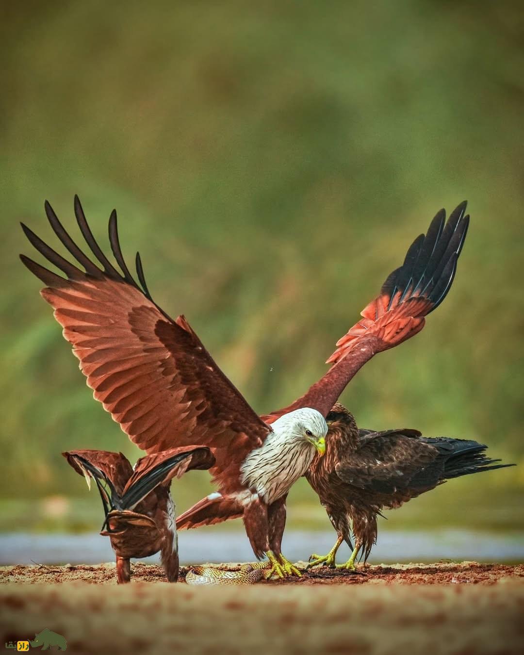 تصاویری ترسناک از عقابی که سر مار کبری را قطع کرد و به دندان گرفت! تصاویری ترسناک از عقابی که سر مار کبری را قطع کرد و به دندان گرفت!