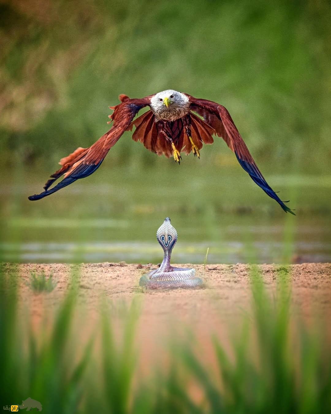 تصاویری ترسناک از عقابی که سر مار کبری را قطع کرد و به دندان گرفت! تصاویری ترسناک از عقابی که سر مار کبری را قطع کرد و به دندان گرفت!