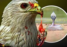 تصاویری ترسناک از عقابی که سر مار کبری را قطع کرد و به دندان گرفت!