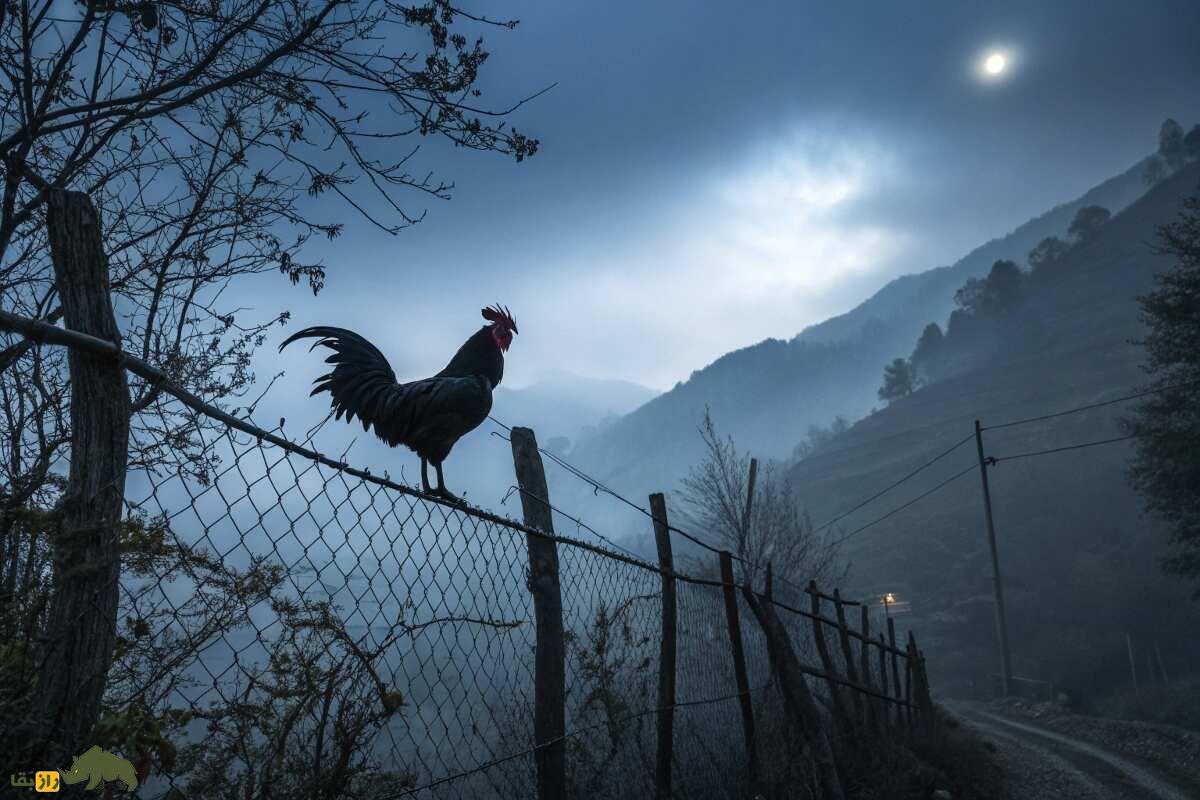 خروس سیاه مرگ؛ خروس شوم کرمانشاه و ایلام که ارواح را دعوت میکند و خبر مرگ میدهد خروس سیاه مرگ