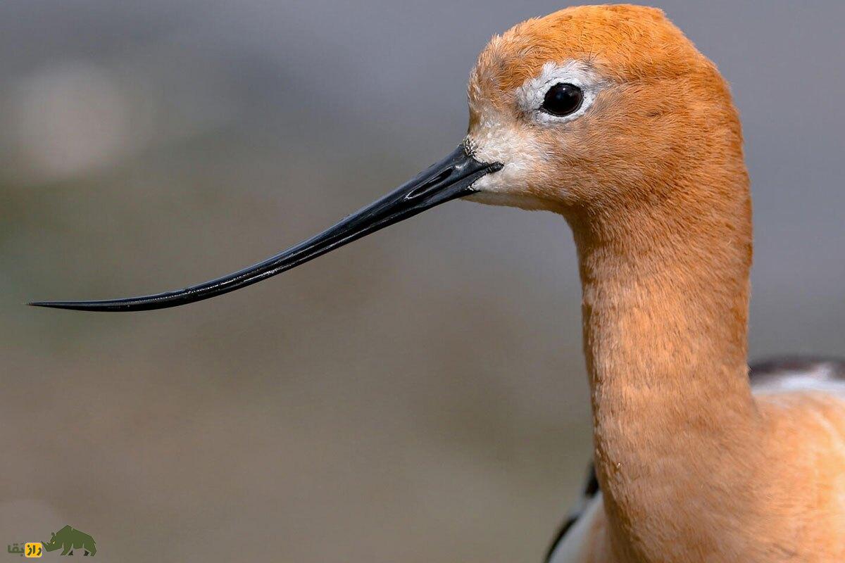 آووسِت؛ پرندهای با عجیبترین منقار جهان که در دریاچه ارومیه و خلیج فارس زندگی میکند آووسِت
