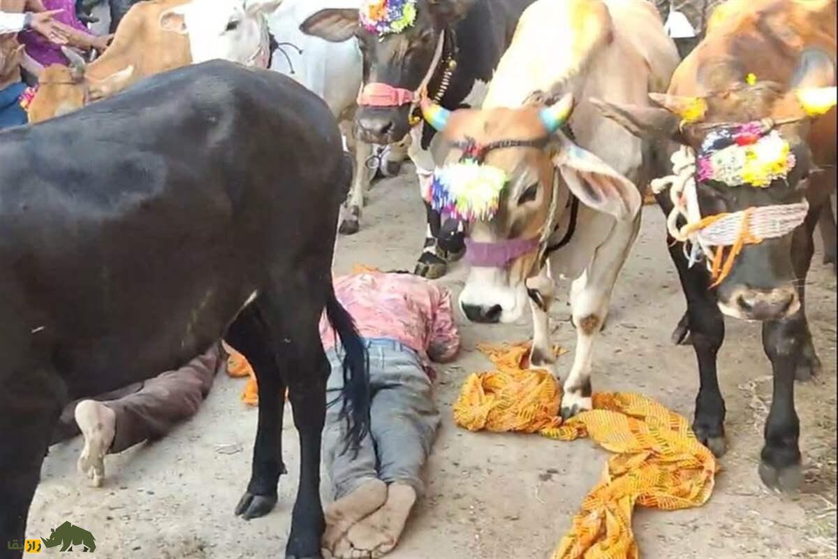 گای گوهاری؛ جشن عجیب هند که گاوها از روی مردان راه میروند تا گناهانشان پاک شود گای گوهاری؛ جشن عجیب هند که گاوها از روی مردان راه میروند تا گناهانشان پاک شود