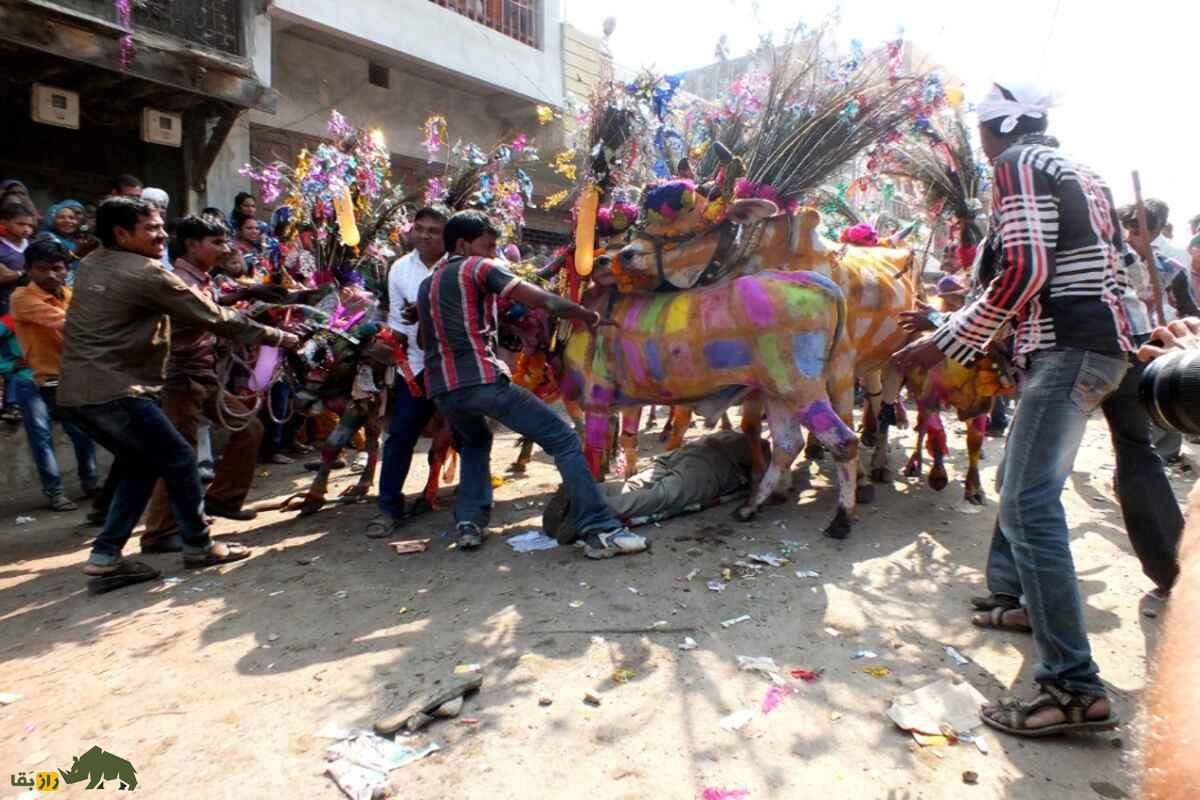 گای گوهاری؛ جشن عجیب هند که گاوها از روی مردان راه میروند تا گناهانشان پاک شود گای گوهاری؛ جشن عجیب هند که گاوها از روی مردان راه میروند تا گناهانشان پاک شود