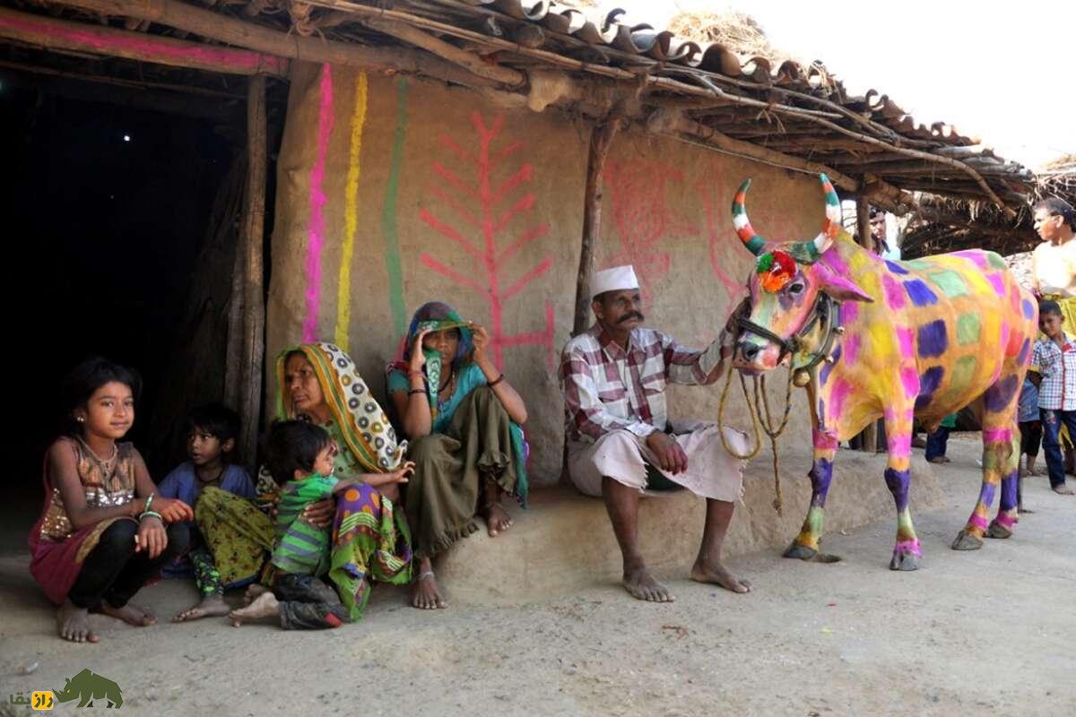 گای گوهاری؛ جشن عجیب هند که گاوها از روی مردان راه میروند تا گناهانشان پاک شود گای گوهاری؛ جشن عجیب هند که گاوها از روی مردان راه میروند تا گناهانشان پاک شود