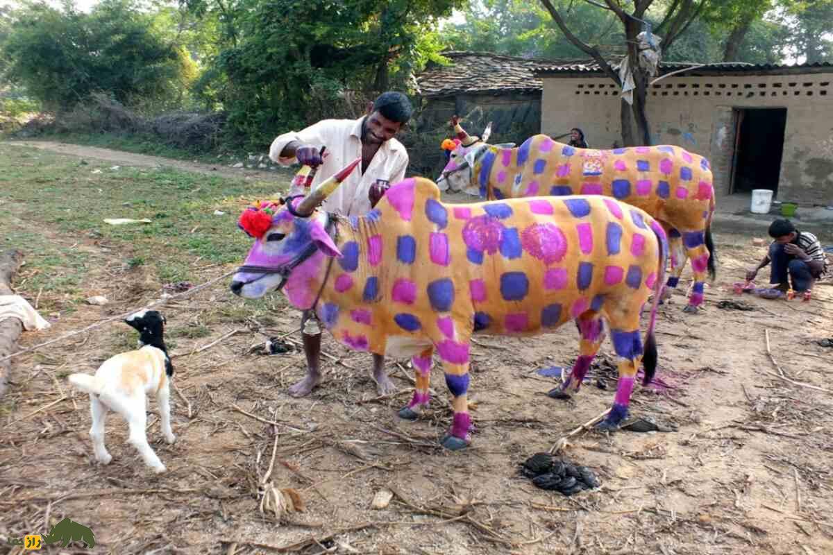 گای گوهاری؛ جشن عجیب هند که گاوها از روی مردان راه میروند تا گناهانشان پاک شود گای گوهاری؛ جشن عجیب هند که گاوها از روی مردان راه میروند تا گناهانشان پاک شود