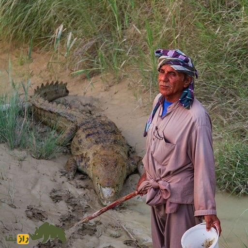 فیلمی از بومگردی ملک‌دینار شجره پدر تمساح‌های ایران جنجالی شد؛ تماس با گاندو ممنوع!