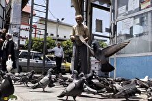 «نور چشم»؛ کبوتر وفادار مشهدی که وقتی صاحبش مریض شد دیگر پرواز نکرد و از غصه مُرد!