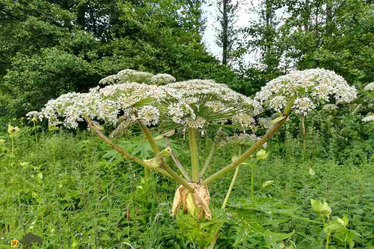 هاگوید غولپیکر؛ قاتل خاموش در دل طبیعت؛ گیاهی که پوست را میسوزاند و باعث کوری میشود! هاگوید غولپیکر؛ قاتل خاموش در دل طبیعت؛ گیاهی که پوست را میسوزاند و باعث کوری میشود!