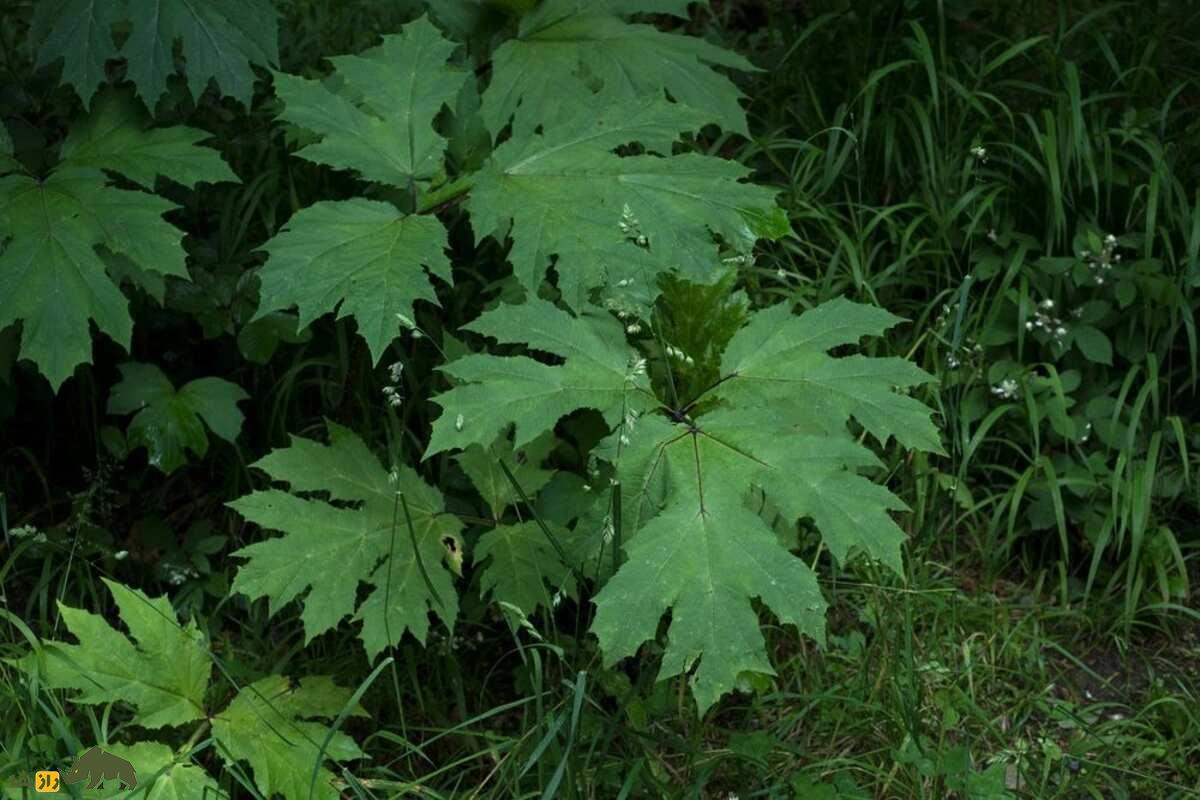 هاگوید غولپیکر؛ قاتل خاموش در دل طبیعت؛ گیاهی که پوست را میسوزاند و باعث کوری میشود! هاگوید غولپیکر؛ قاتل خاموش در دل طبیعت؛ گیاهی که پوست را میسوزاند و باعث کوری میشود!