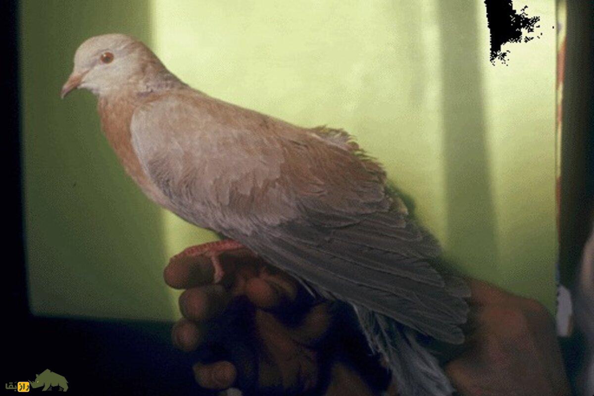 آیا کبوتر و قمری می‌توانند با هم جفت‌گیری کرده و بچه‌دار شوند؟