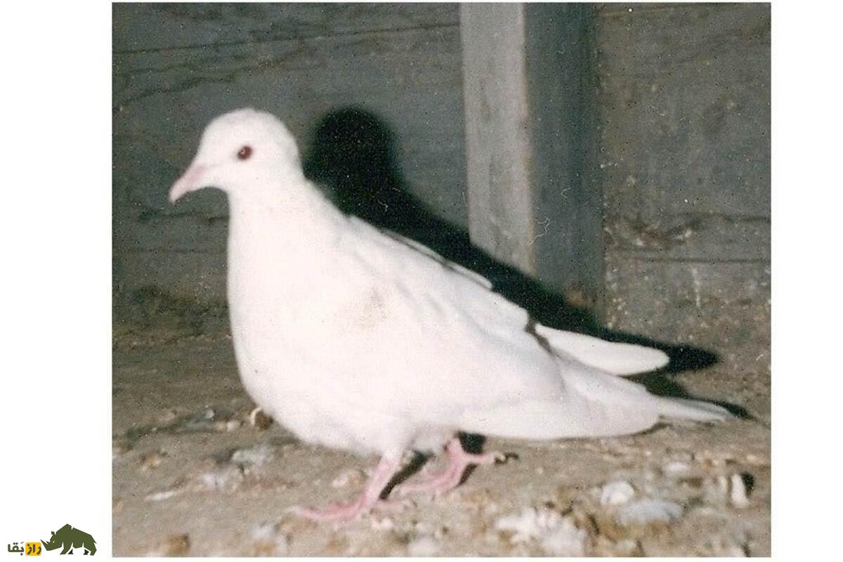 آیا کبوتر و قمری می‌توانند با هم جفت‌گیری کرده و بچه‌دار شوند؟