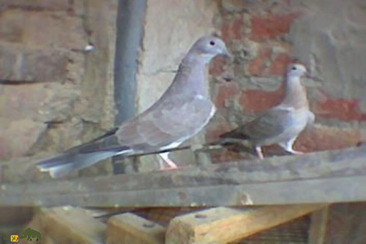 آیا کبوتر و قمری می‌توانند با هم جفت‌گیری کرده و بچه‌دار شوند؟