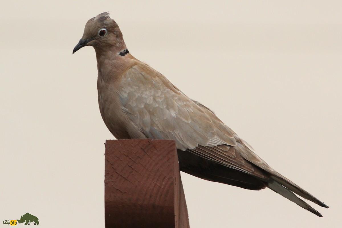 آیا کبوتر و قمری می‌توانند با هم جفت‌گیری کرده و بچه‌دار شوند؟