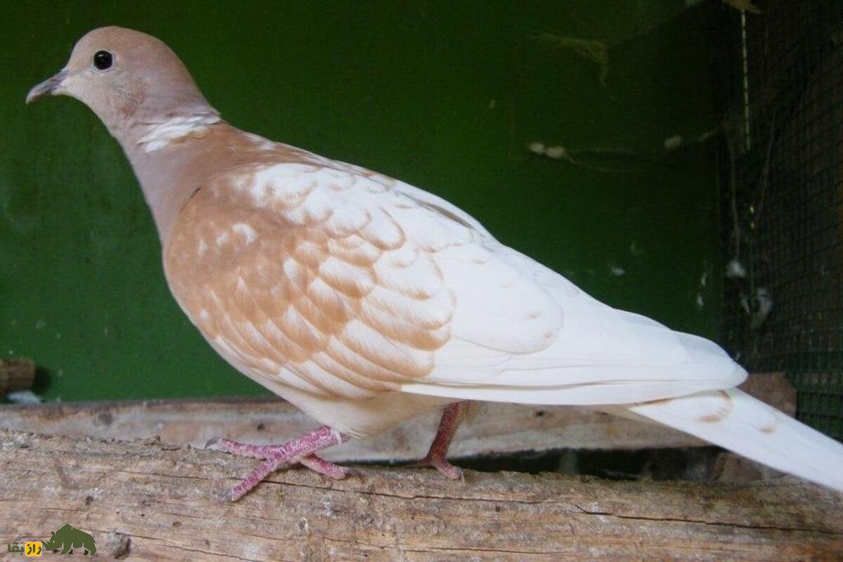 آیا کبوتر و قمری می‌توانند با هم جفت‌گیری کرده و بچه‌دار شوند؟