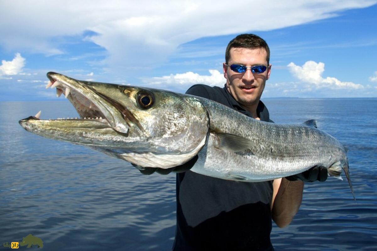 کوتَرماهیان یا ماهی چنگو؛ درنده‌ترین و خوشمزه‌ترین ماهی خلیج فارس