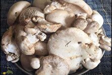کغارک یا هکال؛ راز‌های پیدا کردن قارچ پورتابلو کوهی در ایران و مناطقی که بهترین نوع از این قارچ را دارند