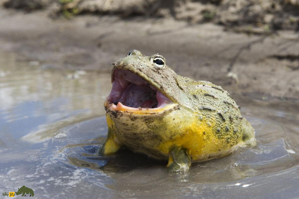 قورباغه گاوی آفریقایی؛ شکارچی غولپیکری که هر چیزی سر راهش باشد میخورد قورباغه گاوی آفریقایی؛ شکارچی غولپیکری که هر چیزی سر راهش باشد میخورد