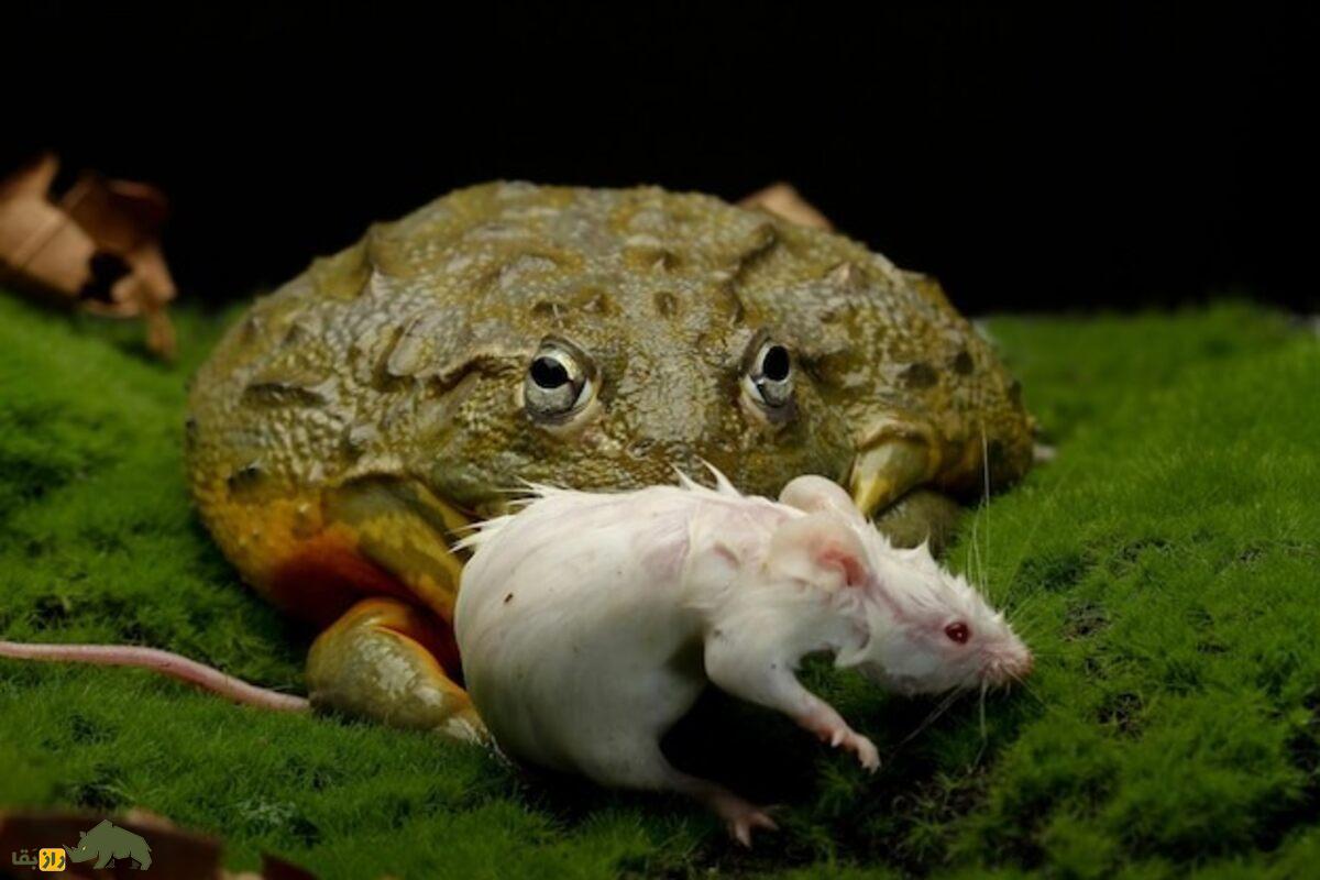 قورباغه گاوی آفریقایی؛ شکارچی غولپیکری که هر چیزی سر راهش باشد میخورد قورباغه گاوی آفریقایی؛ شکارچی غولپیکری که هر چیزی سر راهش باشد میخورد