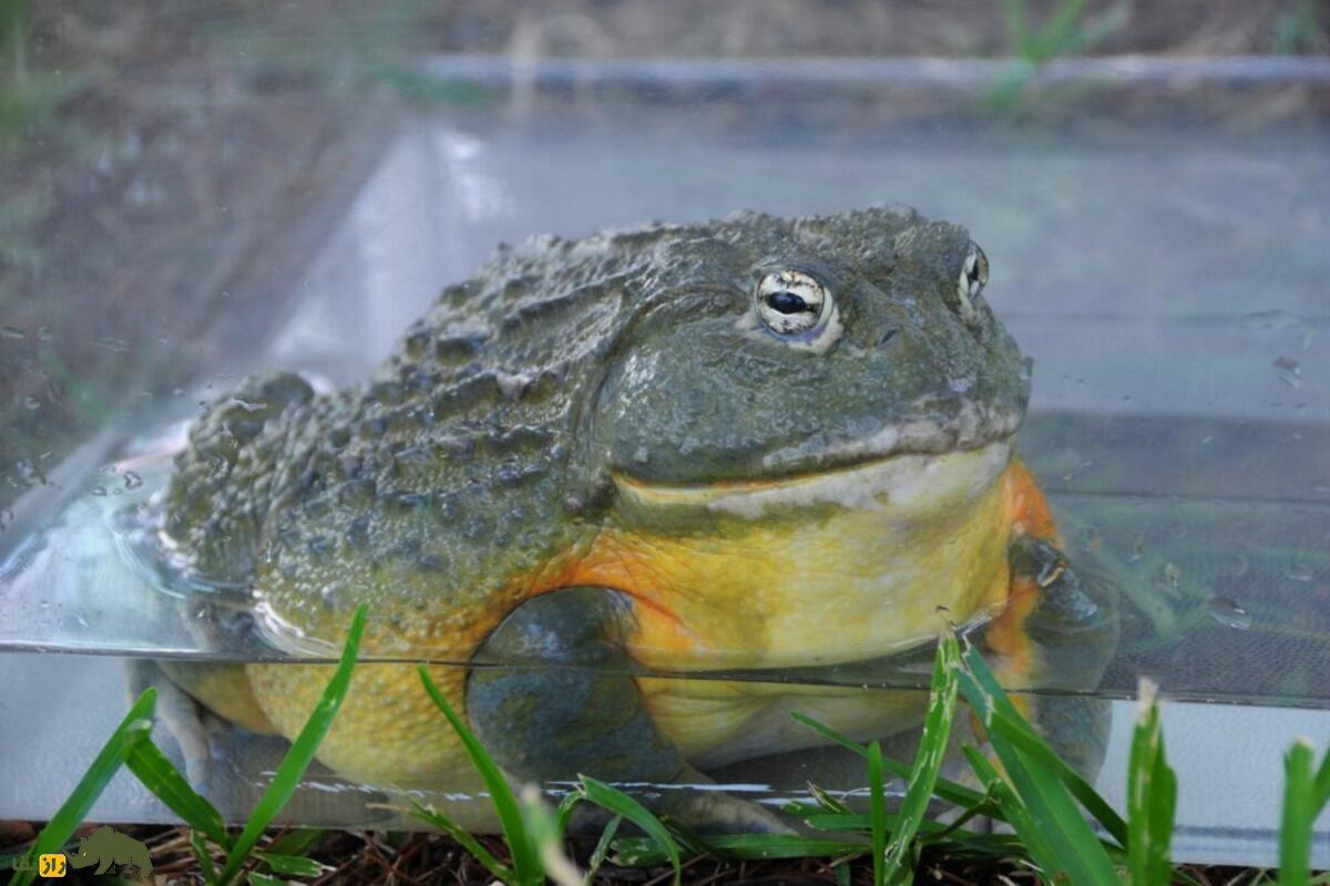 قورباغه گاوی آفریقایی؛ شکارچی غولپیکری که هر چیزی سر راهش باشد میخورد قورباغه گاوی آفریقایی؛ شکارچی غولپیکری که هر چیزی سر راهش باشد میخورد