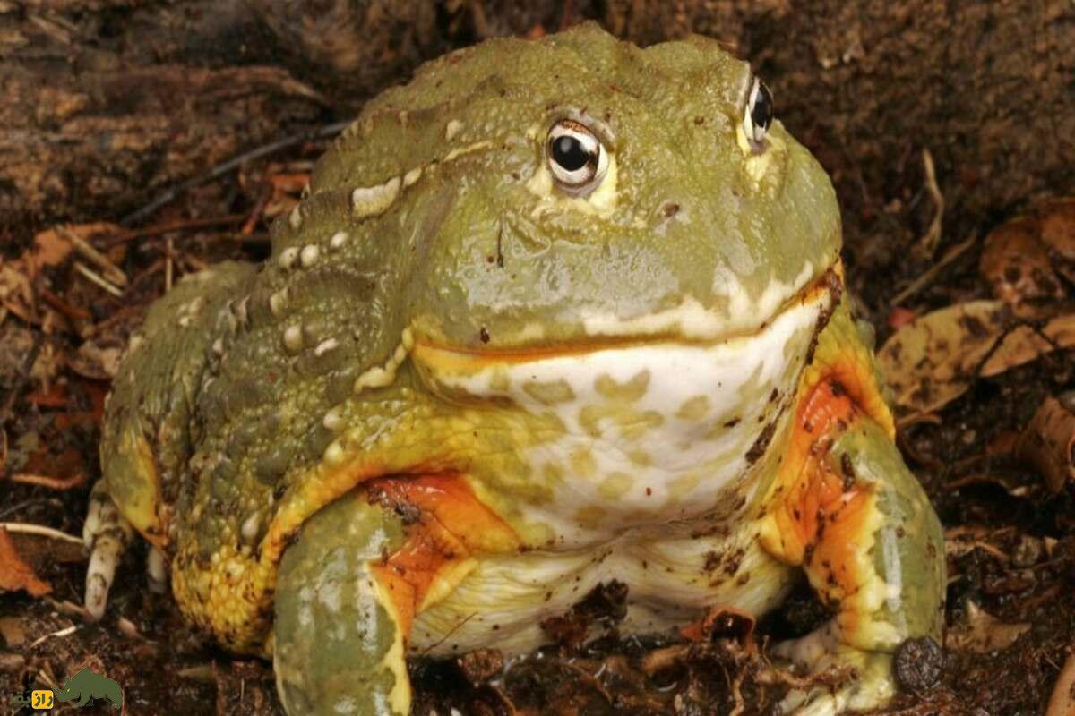 قورباغه گاوی آفریقایی؛ شکارچی غولپیکری که هر چیزی سر راهش باشد میخورد قورباغه گاوی آفریقایی؛ شکارچی غولپیکری که هر چیزی سر راهش باشد میخورد