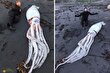 ماهی مرکب غول‌پیکر؛ غول دریایی ترسناک و مرموز که ۴ متر طول و ۵۰۰ کیلو وزن دارد!