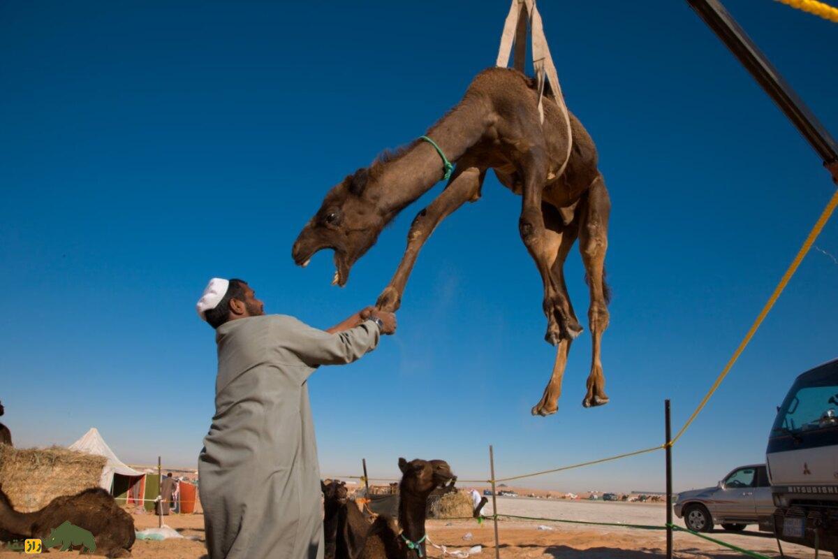 شستن شتر با نفت در عربستان؛ سنت خطرناک و باورنکردنی شستن شتر با نفت در عربستان؛ سنت خطرناک و باورنکردنی