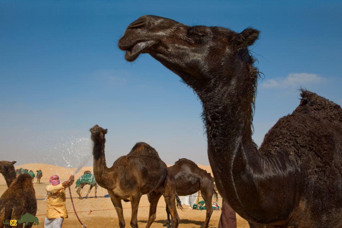 شستن شتر با نفت در عربستان؛ سنت خطرناک و باورنکردنی شستن شتر با نفت در عربستان؛ سنت خطرناک و باورنکردنی