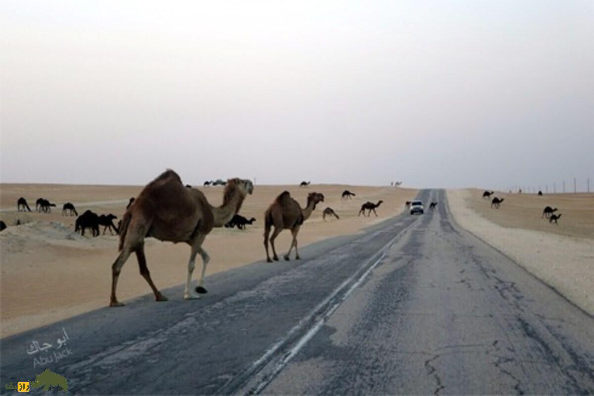 شستن شتر با نفت در عربستان؛ سنت خطرناک و باورنکردنی شستن شتر با نفت در عربستان؛ سنت خطرناک و باورنکردنی