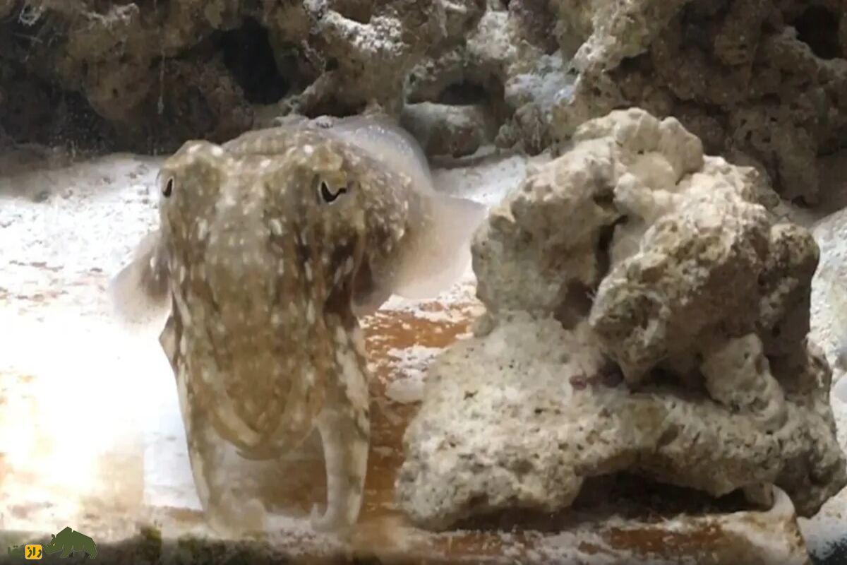 کشف جدید دانشمندان؛ ماهی مرکبها با زبان اشاره گفتوگو میکنند کشف جدید دانشمندان؛ ماهی مرکبها با زبان اشاره گفتوگو میکنند