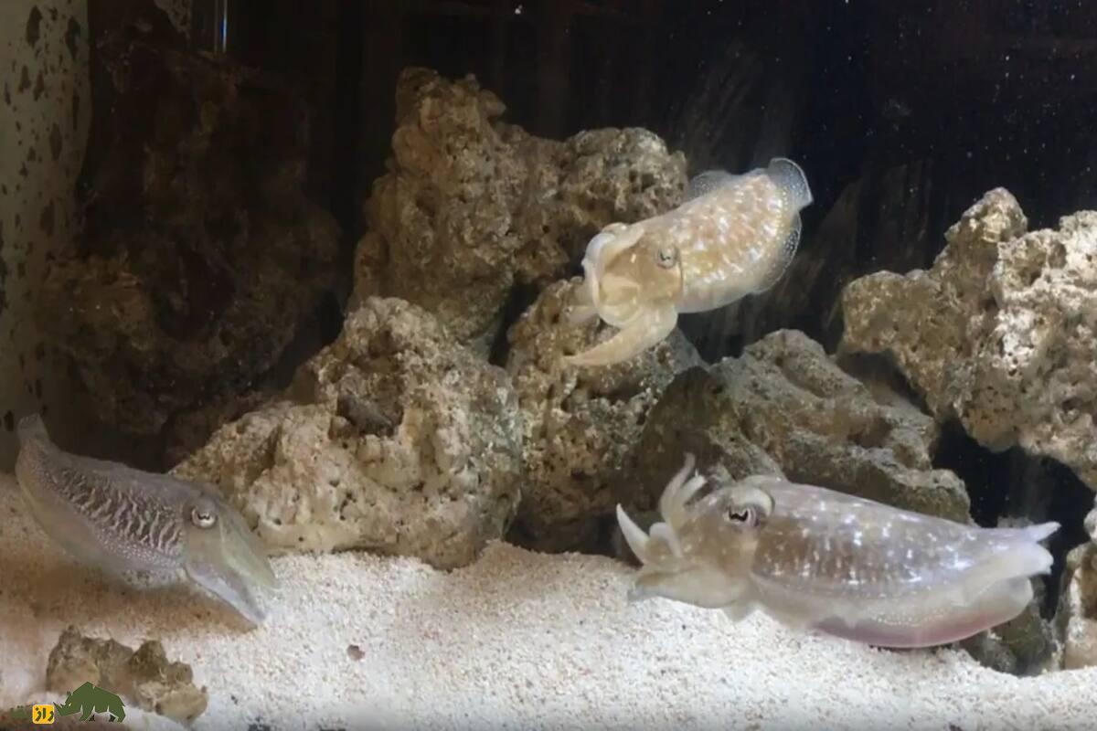 کشف جدید دانشمندان؛ ماهی مرکبها با زبان اشاره گفتوگو میکنند کشف جدید دانشمندان؛ ماهی مرکبها با زبان اشاره گفتوگو میکنند