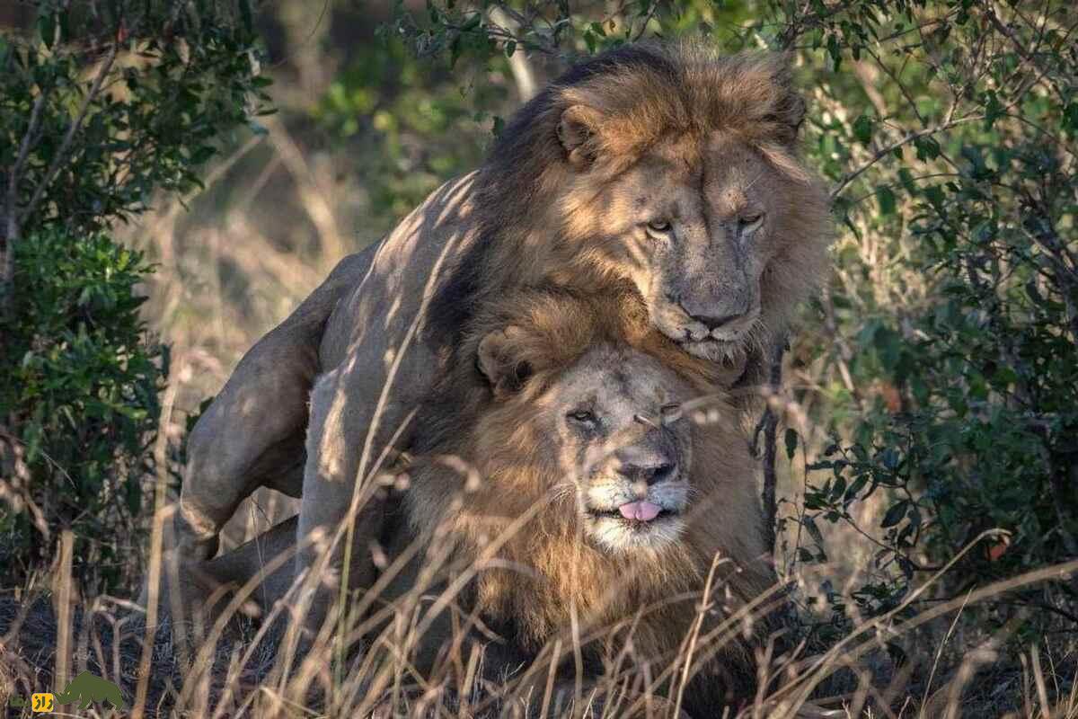 تاریکترین رازهای حیات وحش؛ از زندهخواری تا تجاوز و آدمخواری تاریکترین رازهای حیات وحش؛ از زندهخواری تا تجاوز و آدمخواری