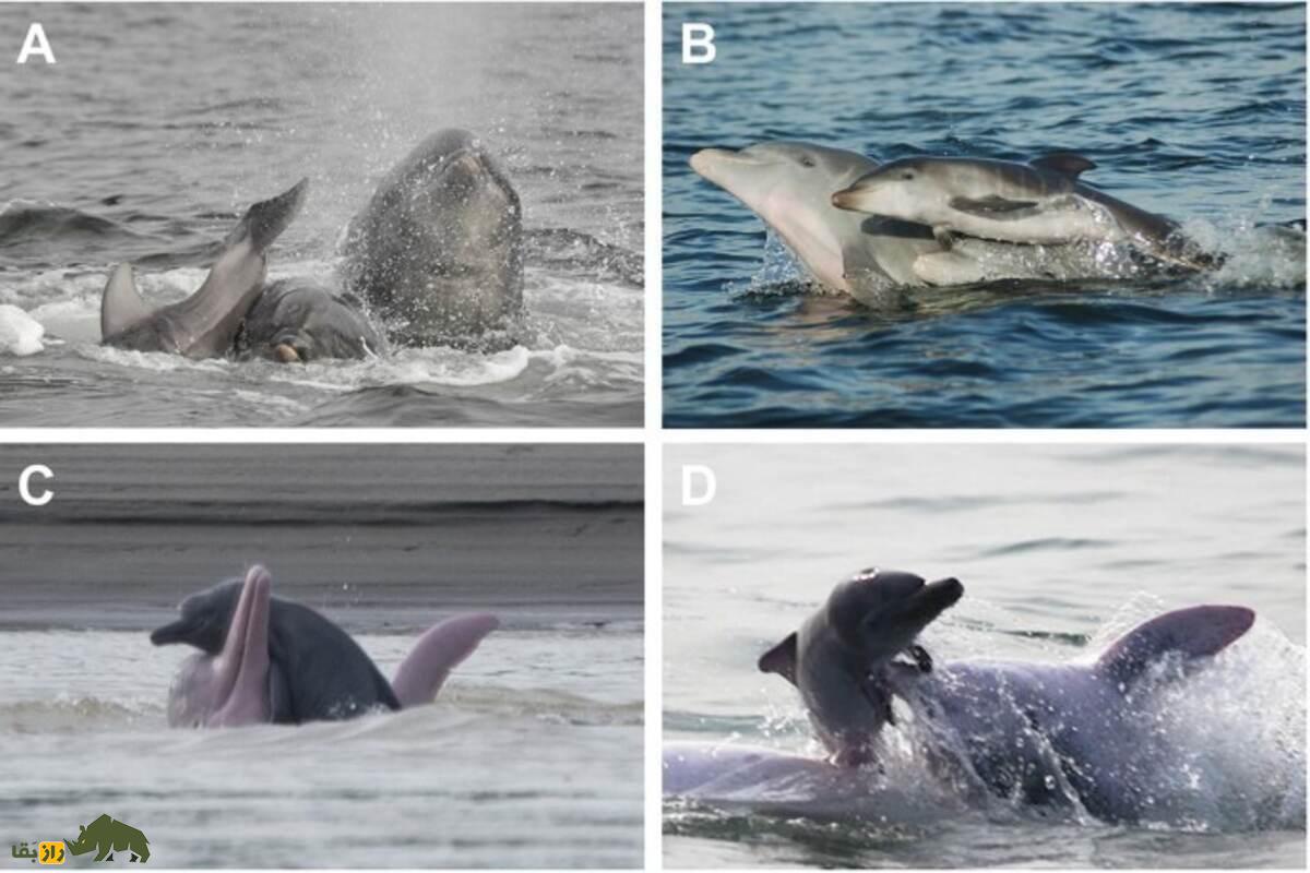 تاریکترین رازهای حیات وحش؛ از زندهخواری تا تجاوز و آدمخواری تاریکترین رازهای حیات وحش؛ از زندهخواری تا تجاوز و آدمخواری