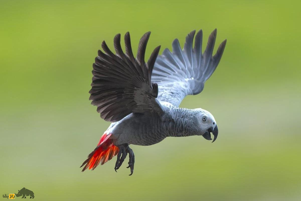 کاسکو یا طوطی خاکستری آفریقایی؛ پرنده‌ای با هوش کودک ۴ ساله که جمله می‌سازد و عدد‌ها را می‌فهمد!