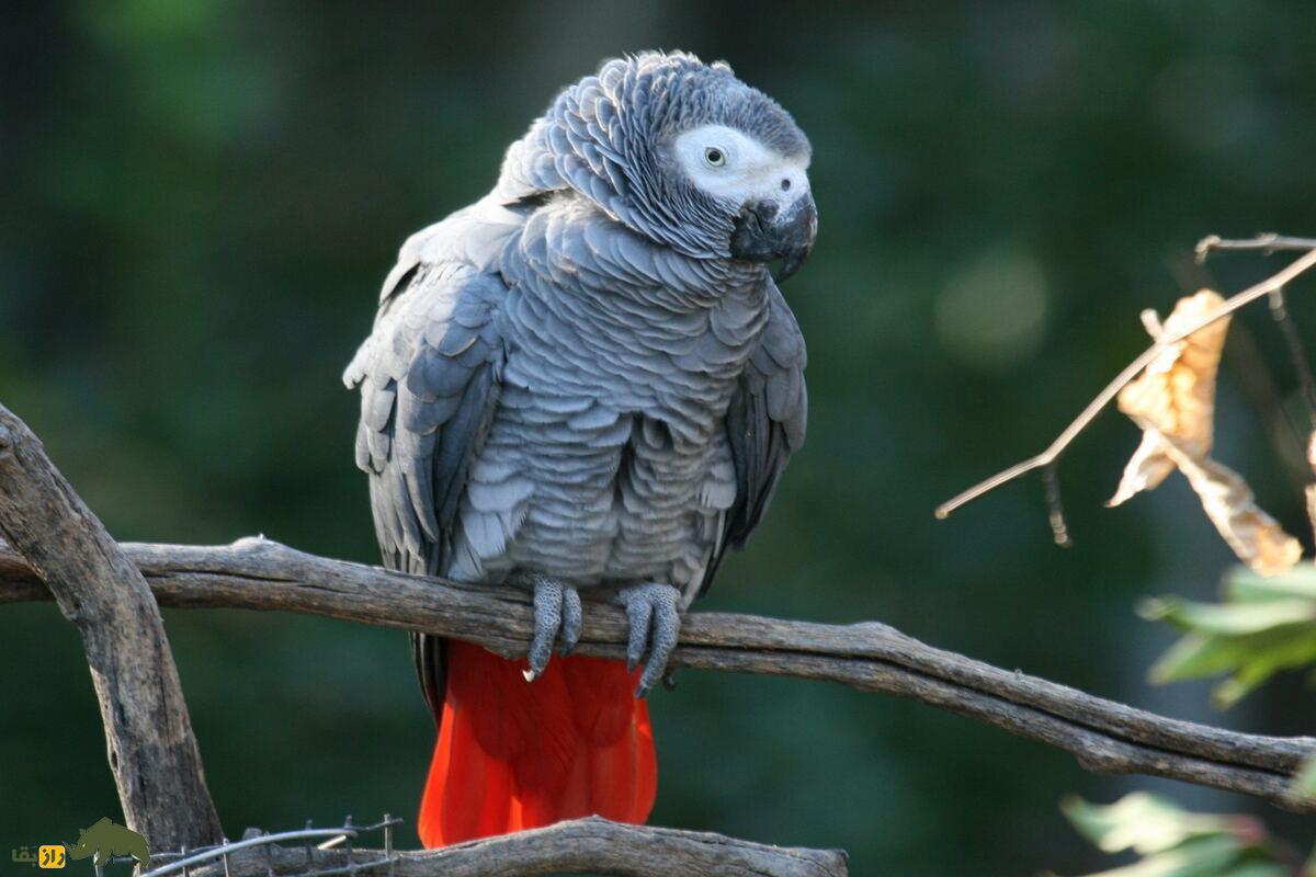 کاسکو یا طوطی خاکستری آفریقایی؛ پرنده‌ای با هوش کودک ۴ ساله که جمله می‌سازد و عدد‌ها را می‌فهمد!