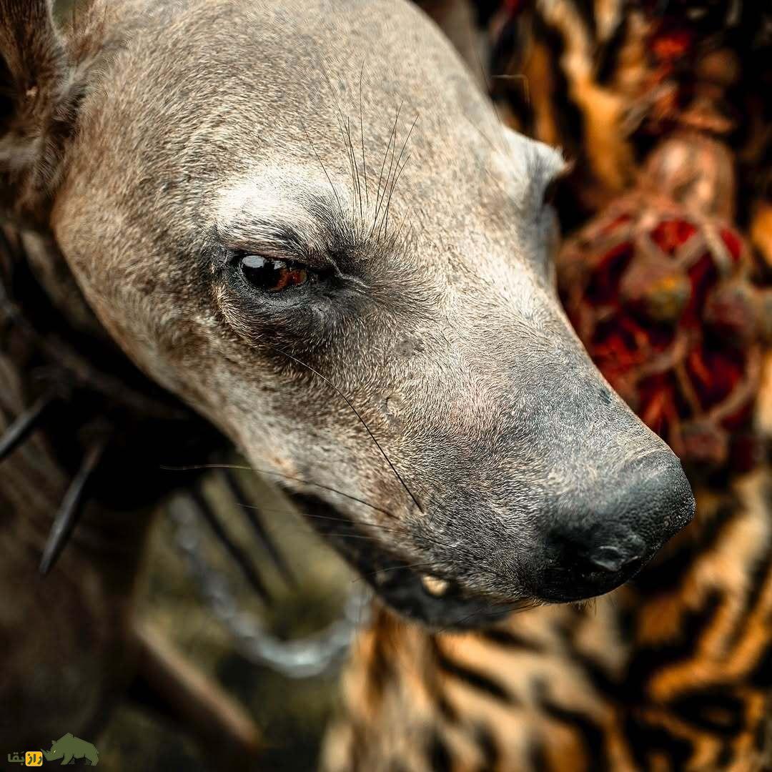تصاویری از ترسناک‌ترین جادوگر جهان که وحشی حیوان خانگی دنیا را دارد!